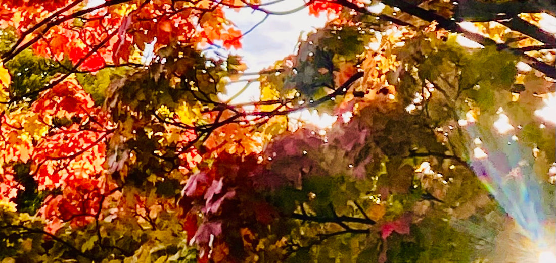 Older Adults & Elders