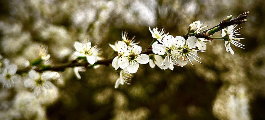 Therapy for Therapists